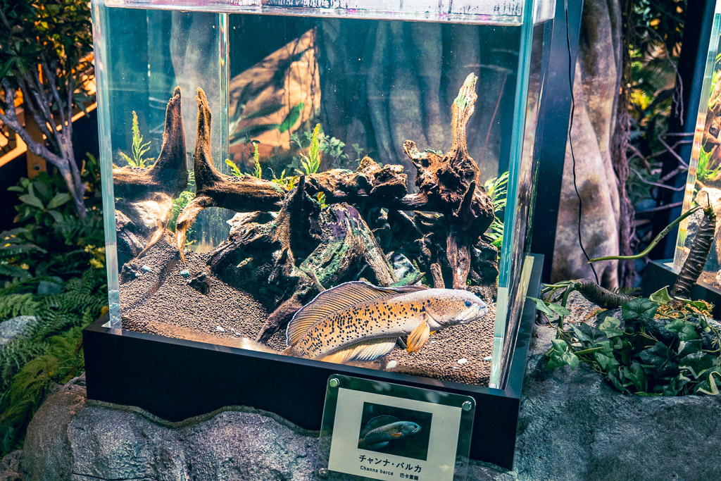 珍稀魚種個體展示水槽