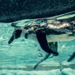 那霸機場20分鐘！沖繩DMM水族館完整攻略——下雨天也能玩的室內景點