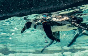 那霸機場20分鐘！沖繩DMM水族館完整攻略——下雨天也能玩的室內景點