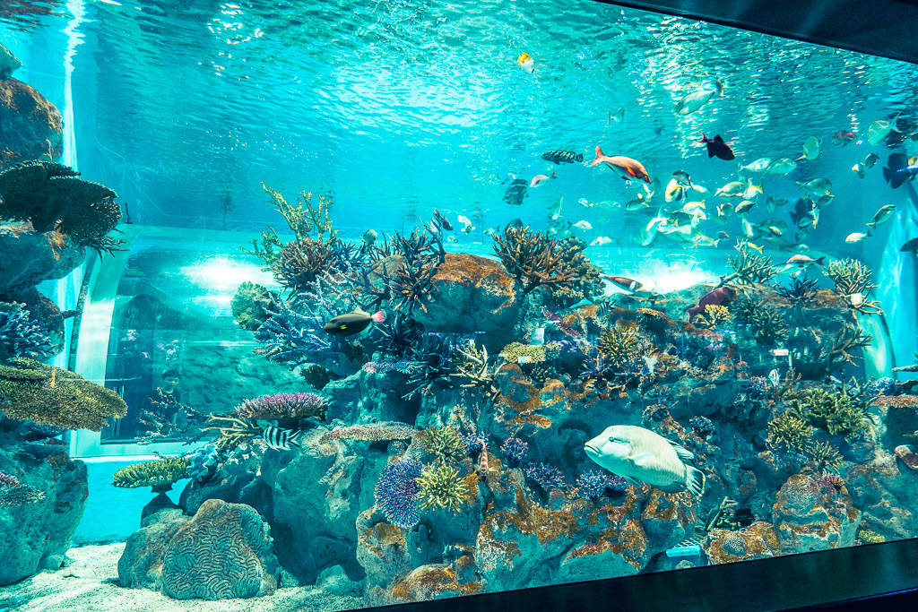 大型珊瑚礁水槽，熱帶魚群