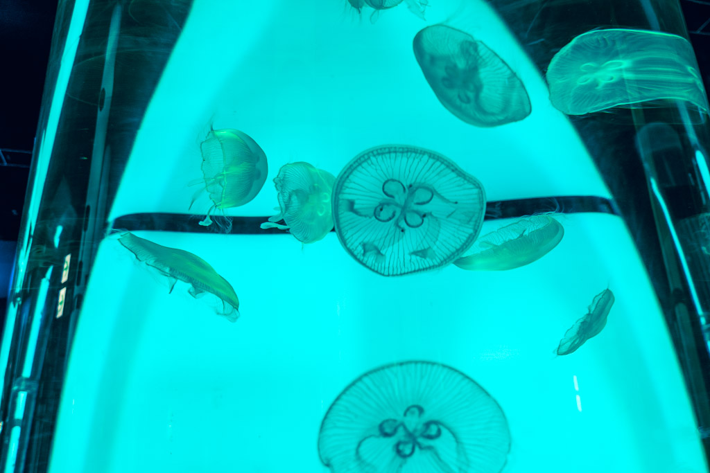 青綠燈光的水母水槽