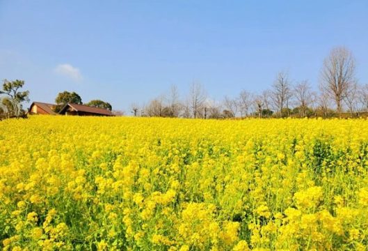 Harvest Hill 的油菜花田