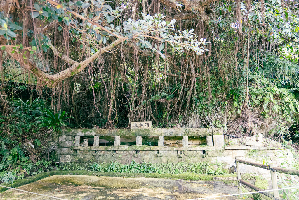 湧水拜所 — 老樹氣根垂下與石造水盤的琉球聖地遺跡