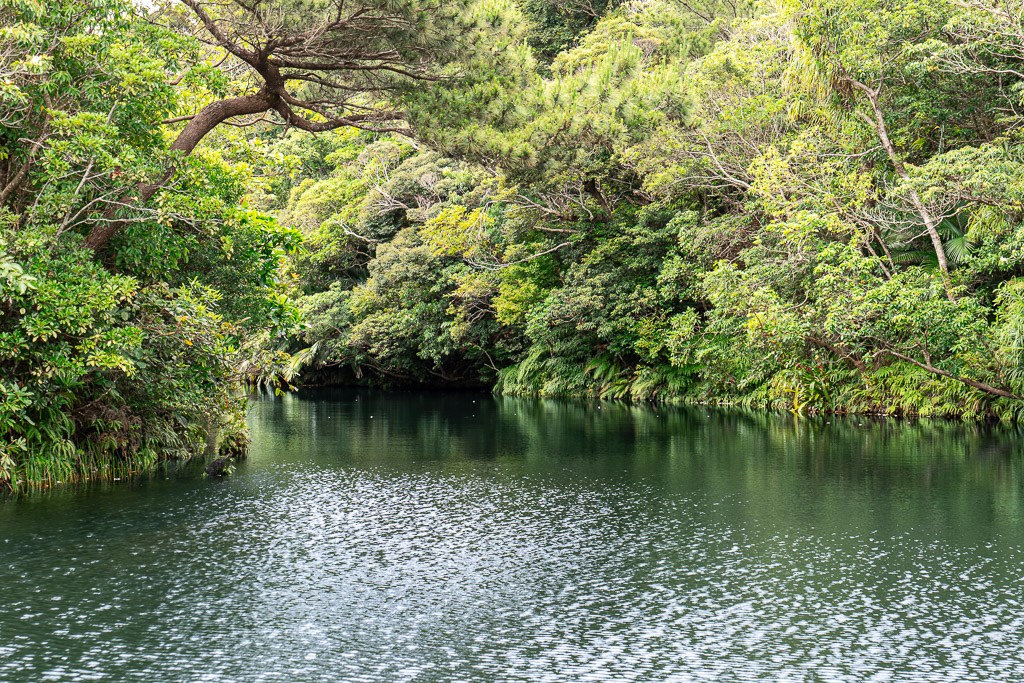 BIOS之丘人工湖風景 — 深綠色水面倒映兩岸亞熱帶森林