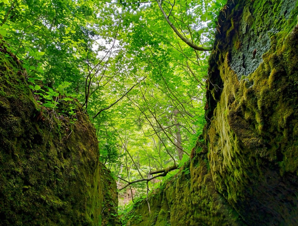 苔之迴廊 — 峽谷之間長滿苔蘚的岩壁