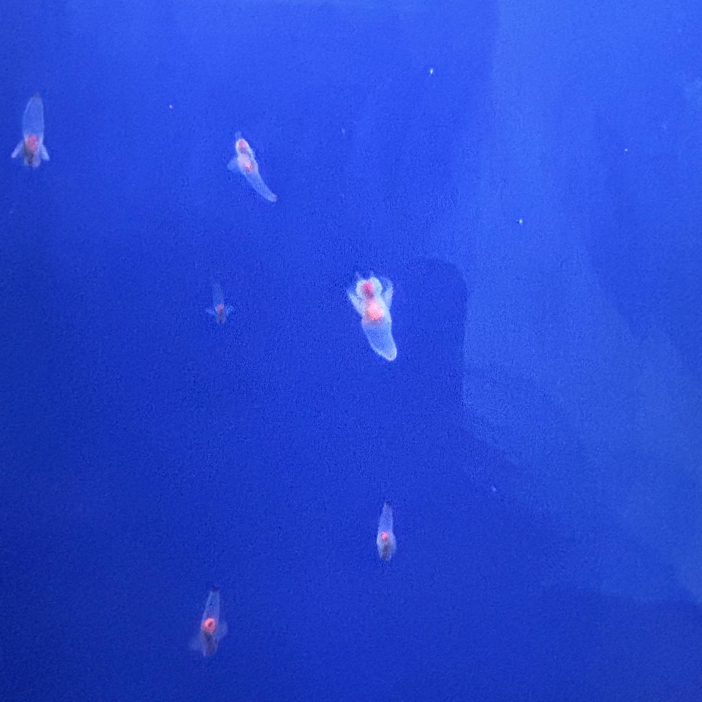 鄂霍次克流冰館展示 — 深藍水中優游的海天使クリオネ