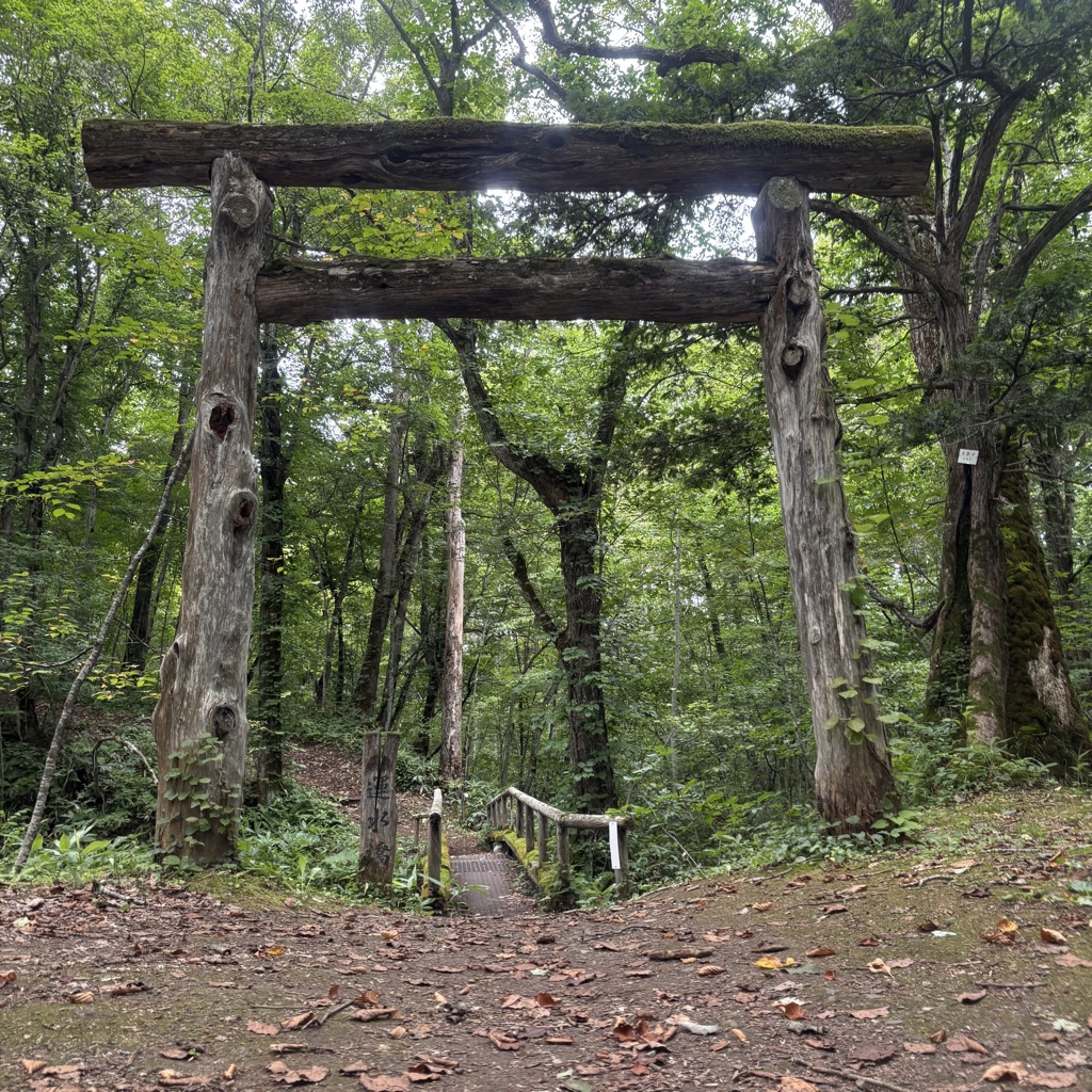 網走附近的森林步道 — 老樹枝幹搭成的木製鳥居，9月綠意盎然