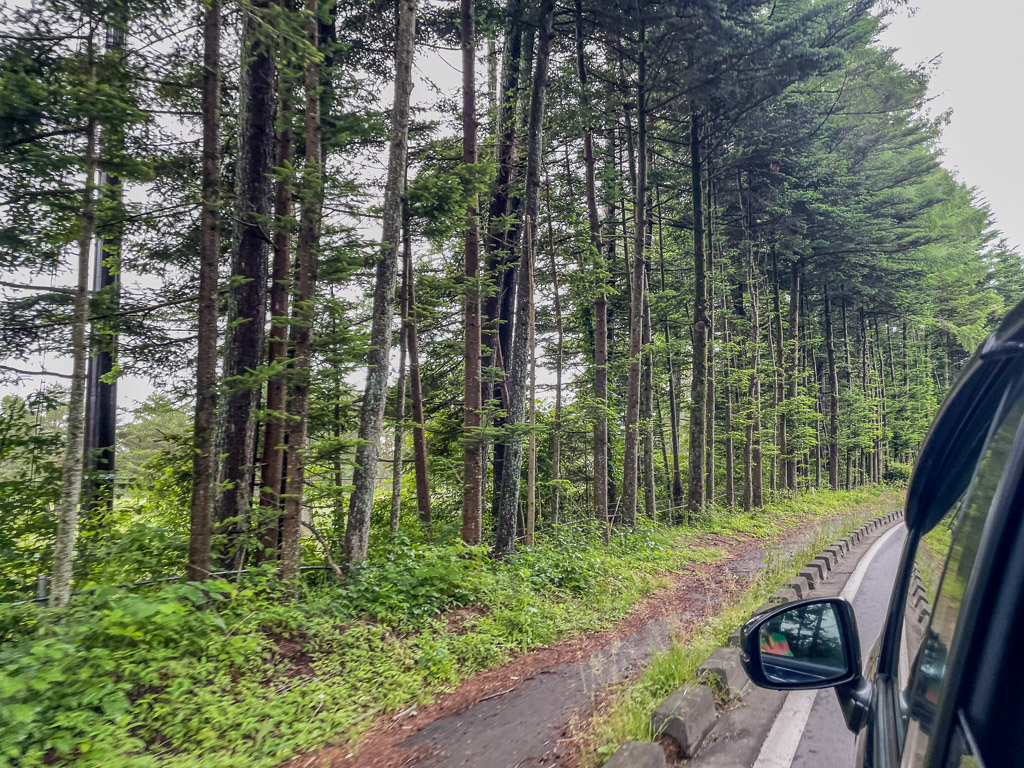 長野自駕山路兩旁高聳的針葉樹林與濕潤路面