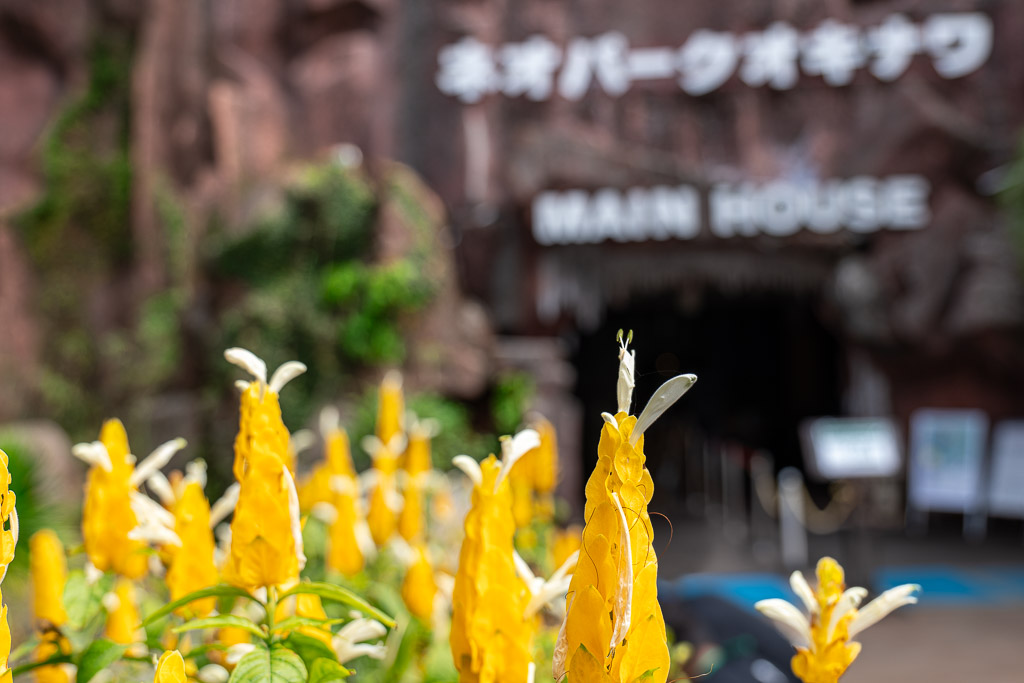 Neo Park沖繩入口前盛開的黃色熱帶花與MAIN HOUSE岩石外觀