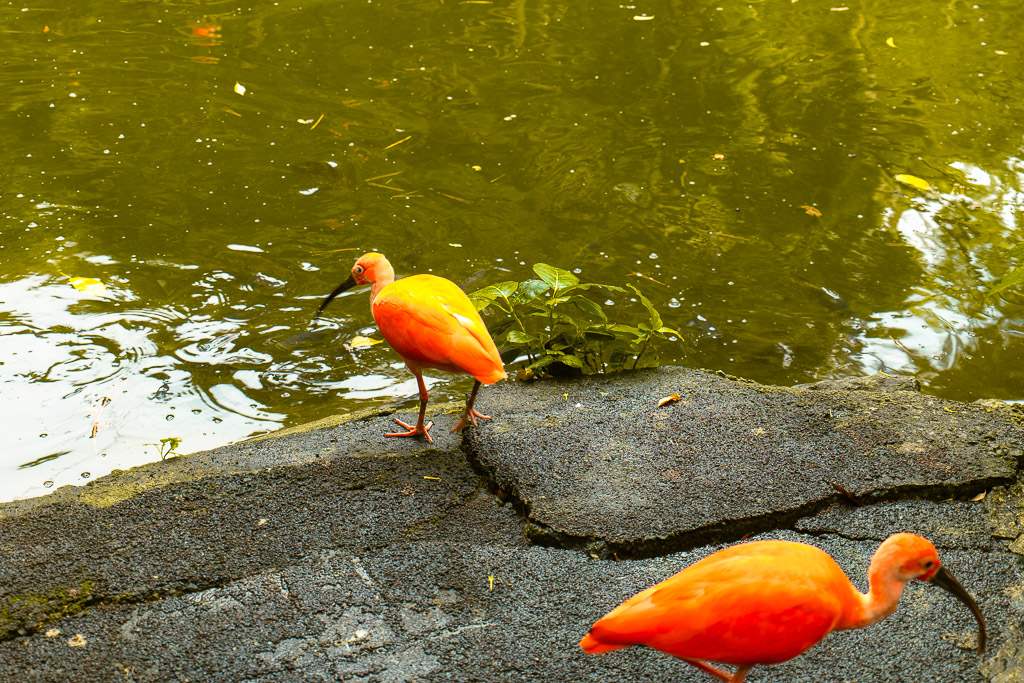 Neo Park沖繩兩隻鮮豔橘紅色美洲紅䴉在池畔石頭上