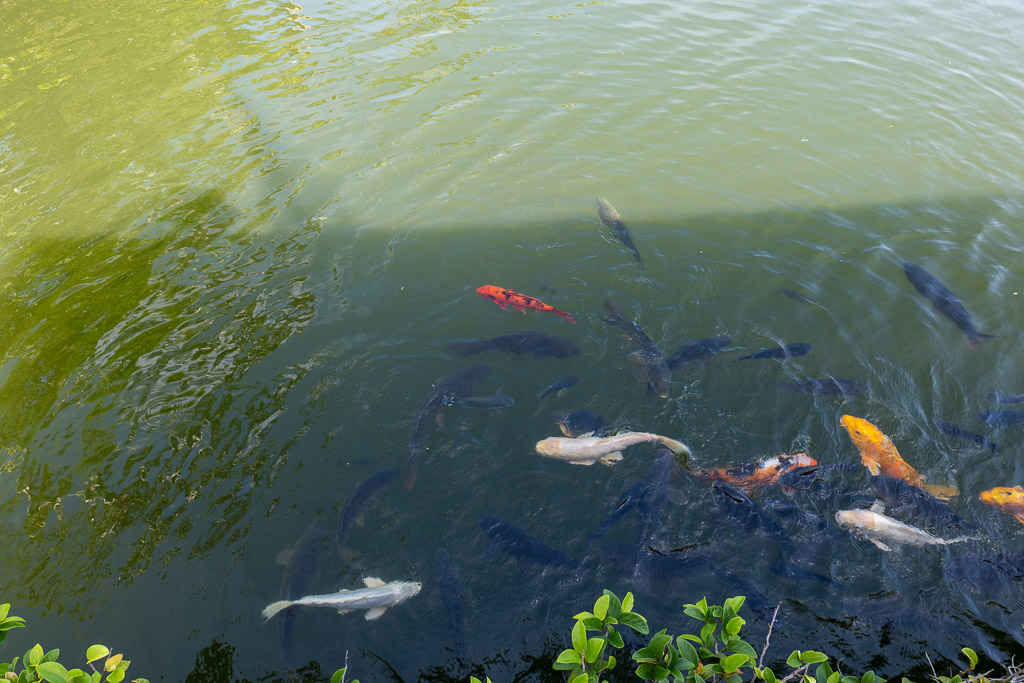 東南植物樂園水池中成群的彩色錦鯉