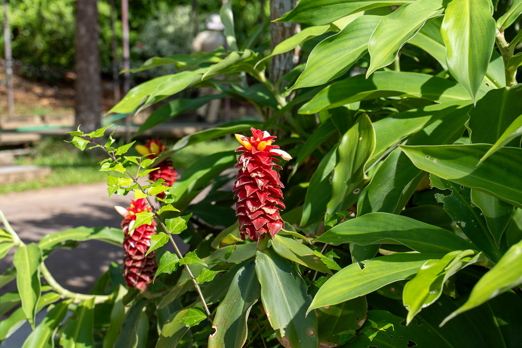 東南植物樂園園路旁鮮紅的閉鞘薑花
