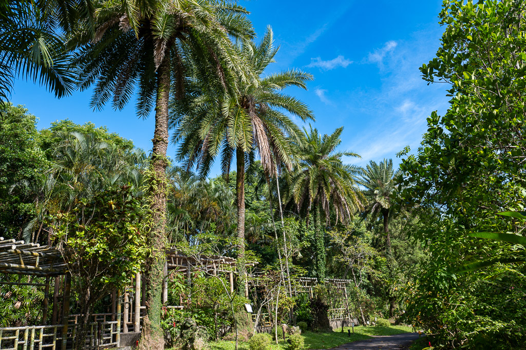 東南植物樂園高大的椰棗樹與竹製棚架步道