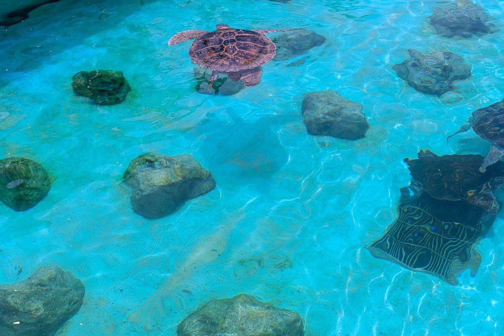 海龜館翡翠綠水池中多隻悠游的海龜