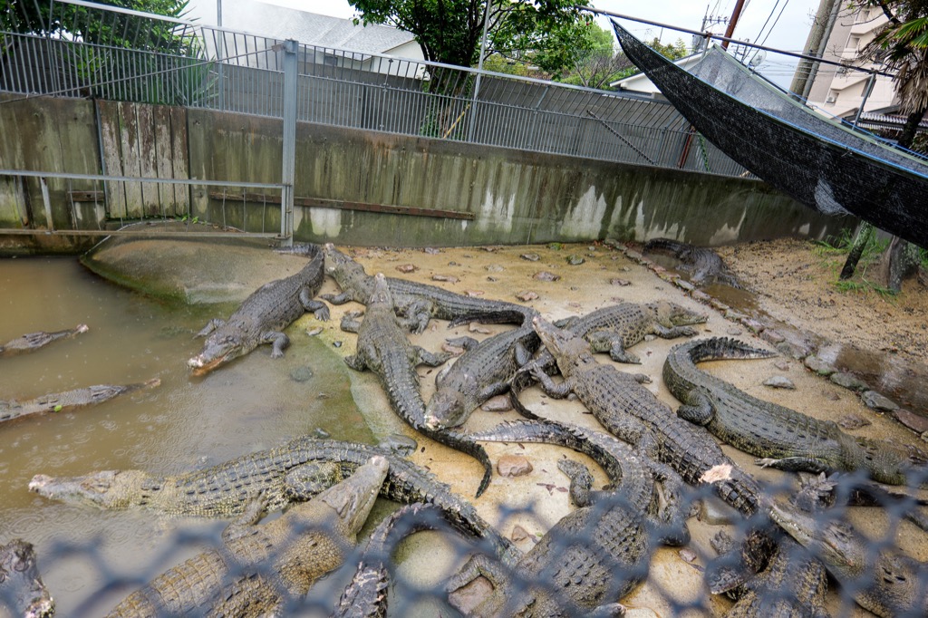 鬼山地獄用溫泉熱源飼養的鱷魚群