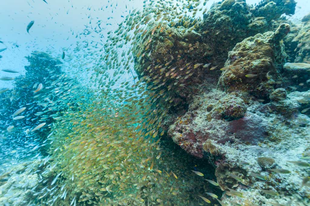 石垣島珊瑚礁與熱帶魚群 — 9月川平石崎魟魚點是全年最佳季節