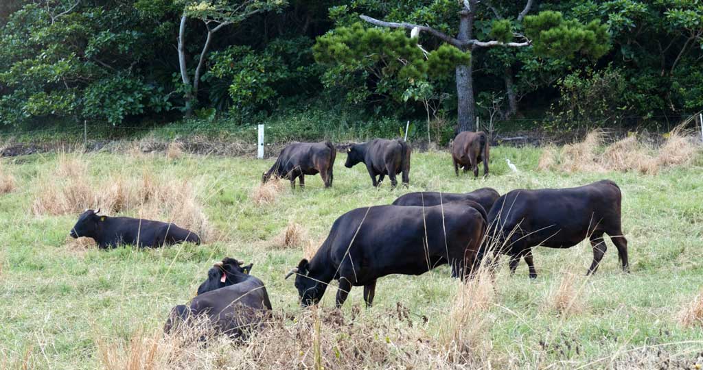 石垣島牧場的石垣牛 — 與松阪牛、神戶牛齊名的日本三大和牛