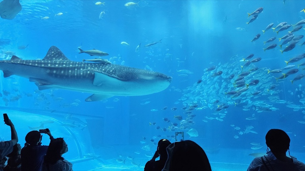 水族館大型水槽內的鯨鯊與魚群,前方有參觀人群