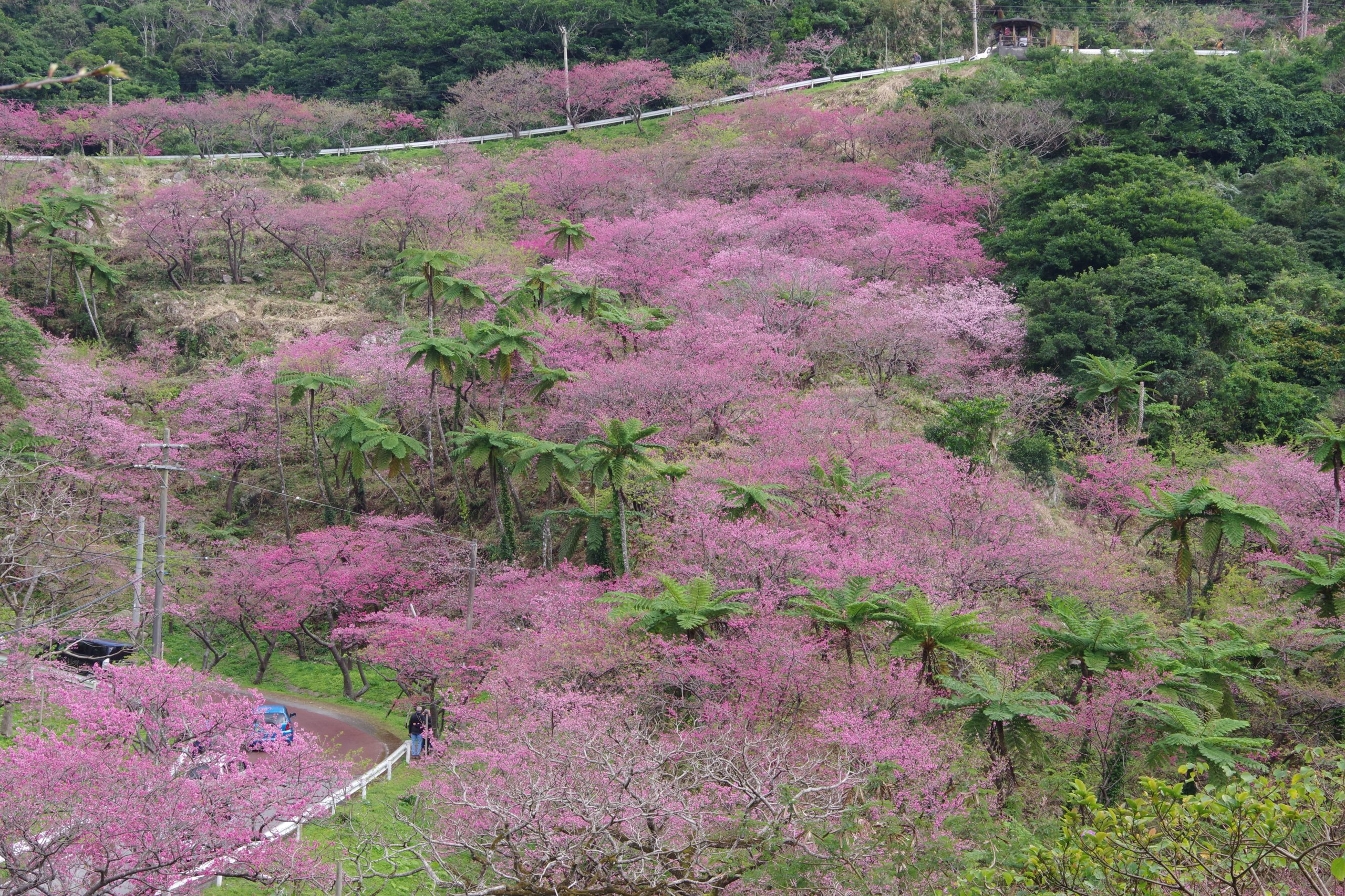 八重岳櫻花
